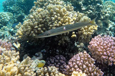 Sphyraena iburiensis - El Qoseir, Red Sea Governorate, Egypte