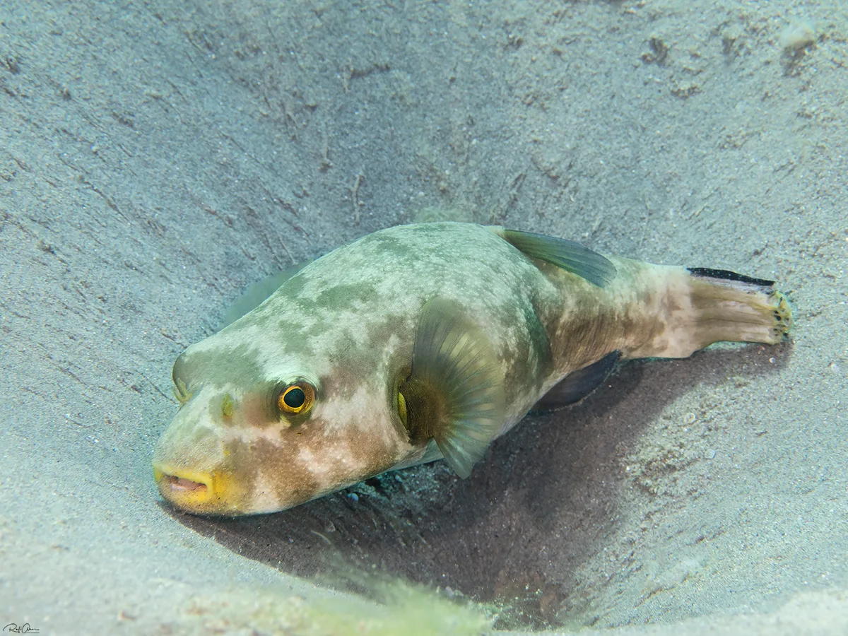 Immaculate Puffer
