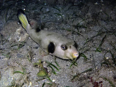 Arothron immaculatus - Dzaoudzi, YT