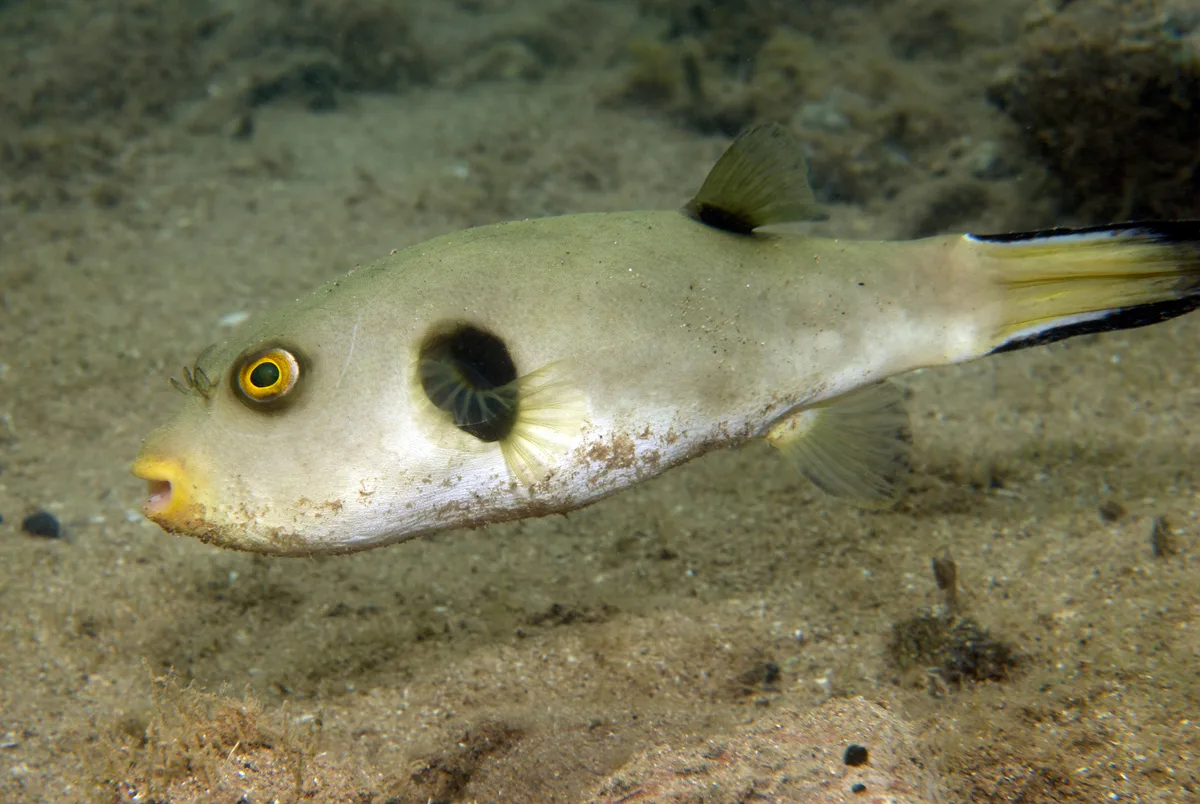 Arothron immaculatus - Dzaoudzi, YT