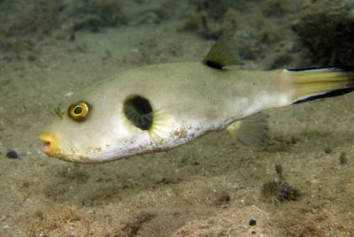 Arothron immaculatus - Dzaoudzi, YT