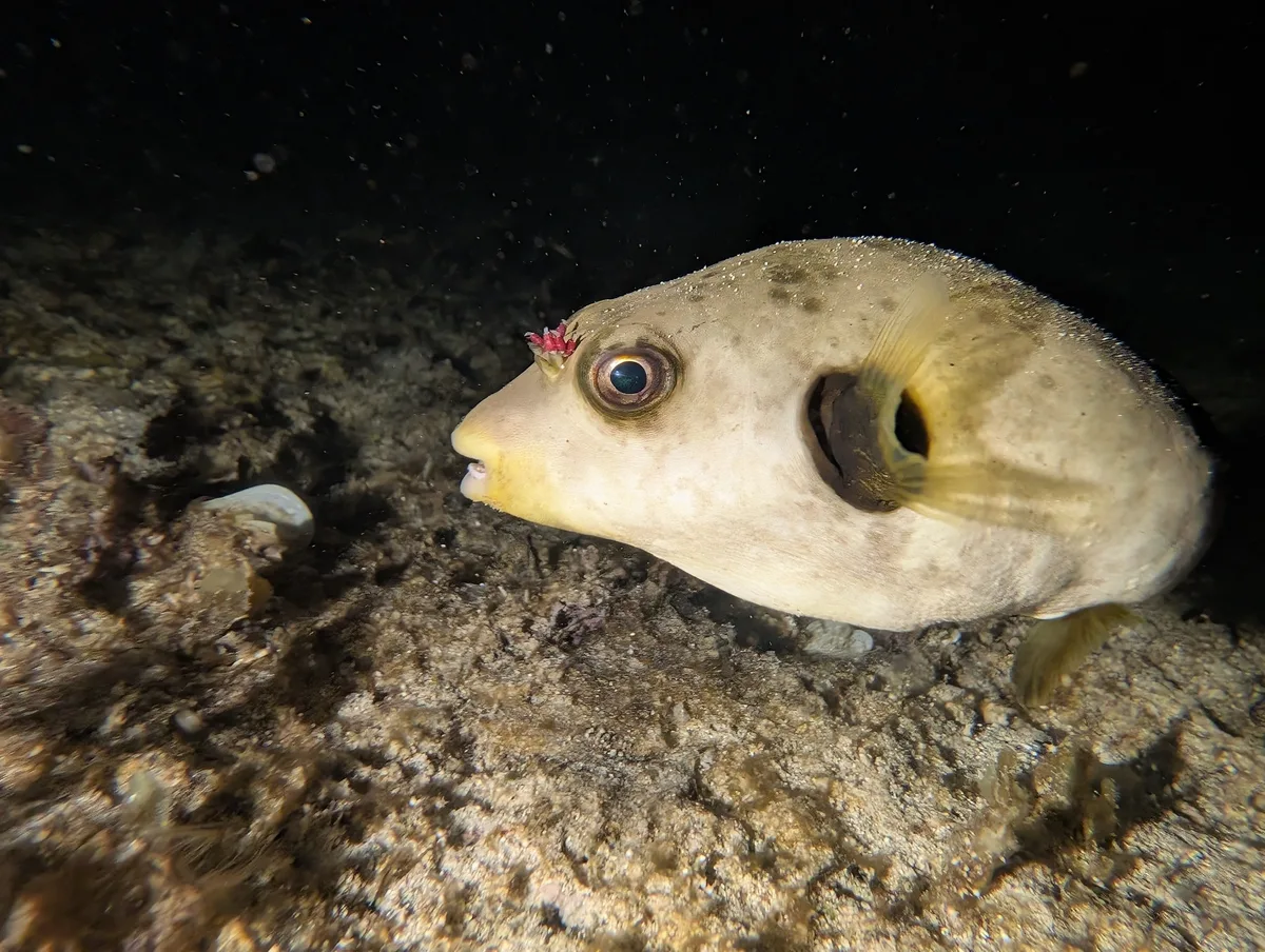 Arothron immaculatus - Ipo, Candabong, Anda, 6311 Bohol, Philippines