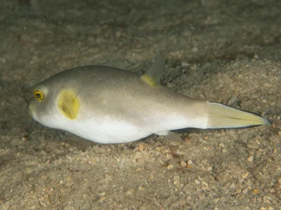 Arothron immaculatus - Tioman Island, Pahang, Malaysia
