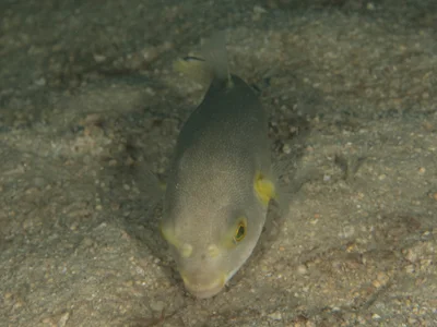 Arothron immaculatus - Tioman Island, Pahang, Malaysia