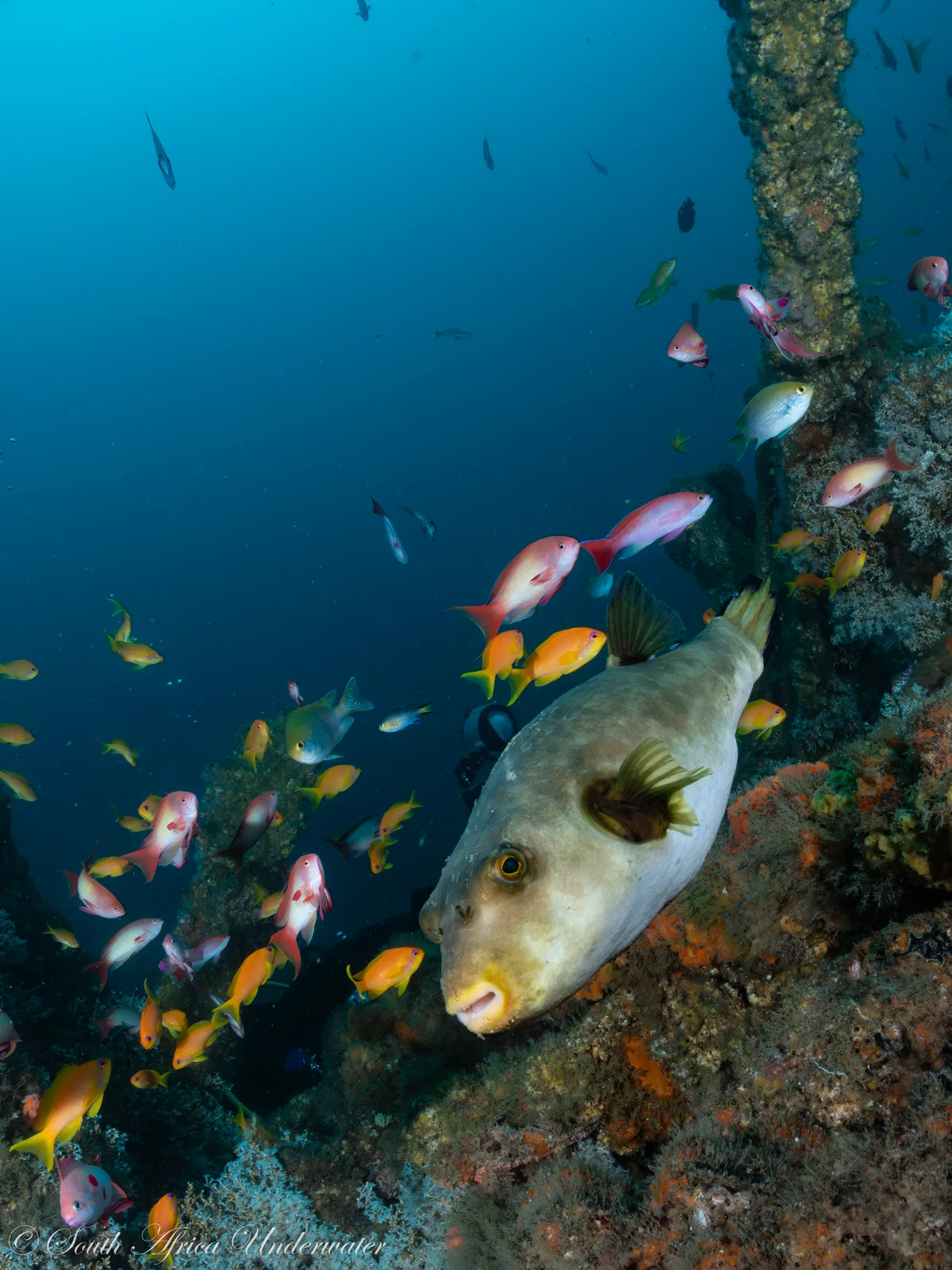 Arothron immaculatus