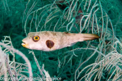Arothron immaculatus
