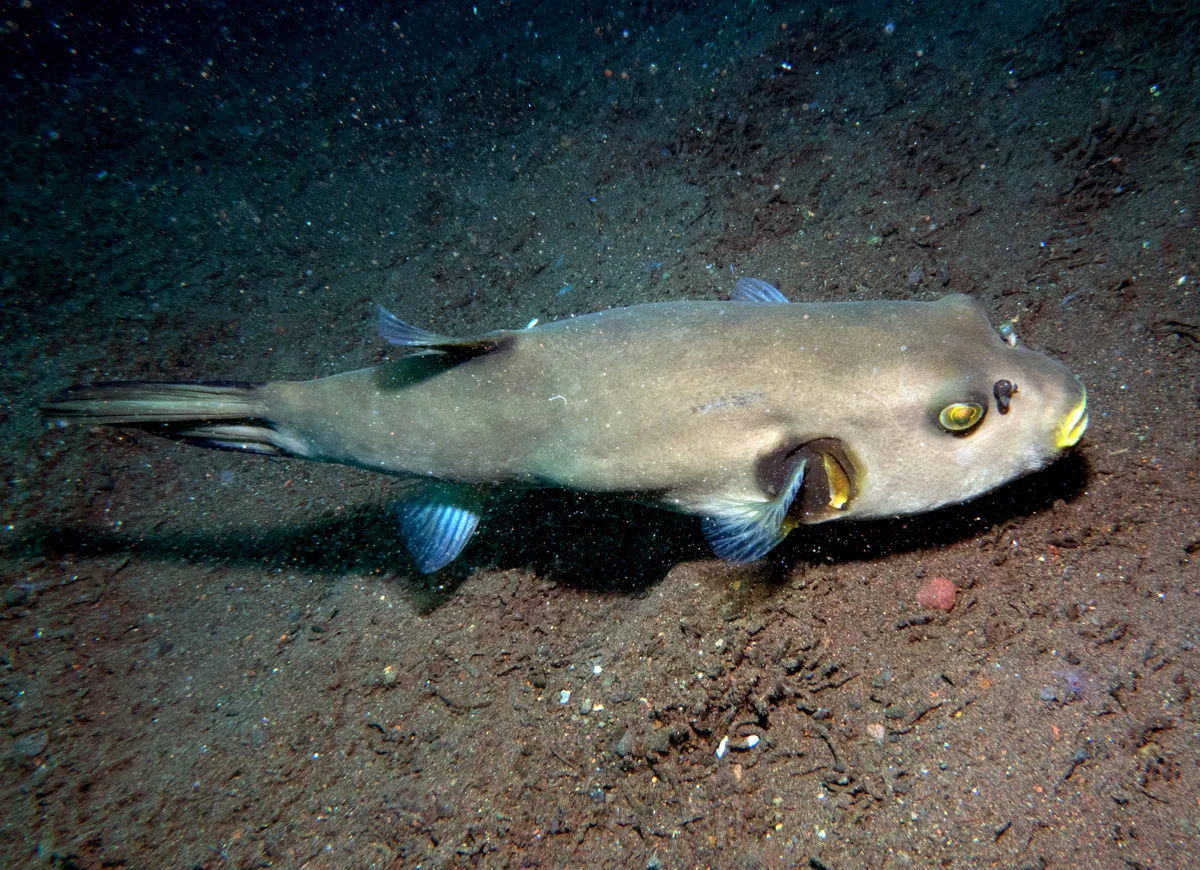 Arothron immaculatus - Melasti, near Tulamben, Kubu, Karangasem Regency, Bali, Indonesia