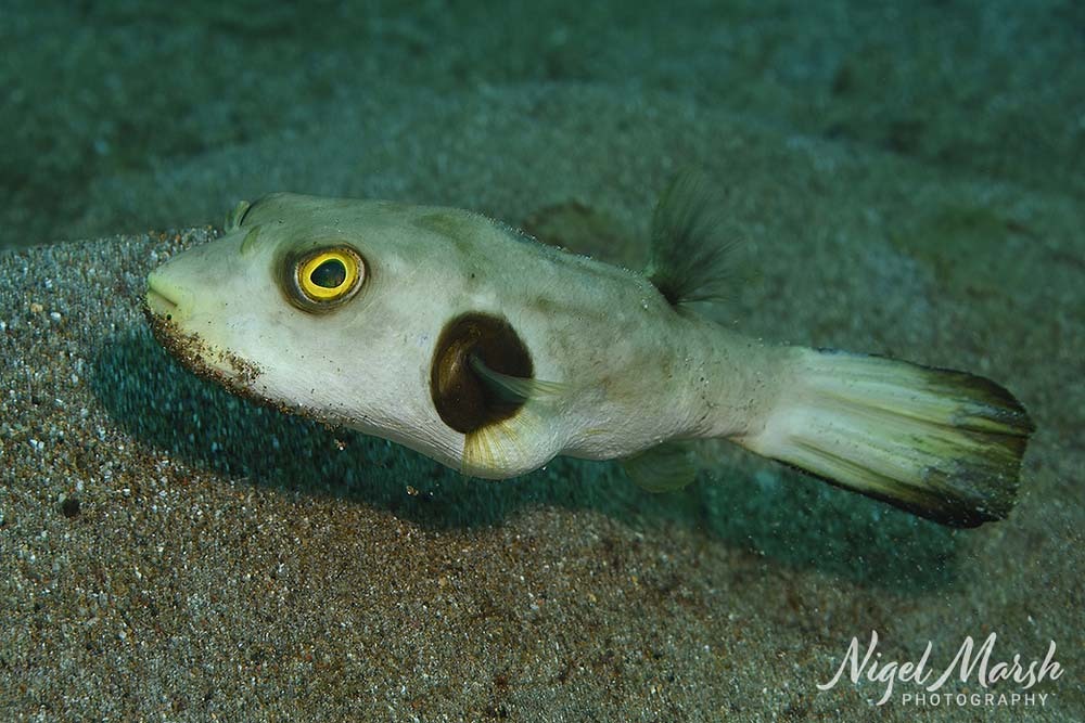 Arothron immaculatus - Padre Burgos, Southern Leyte, Philippines
