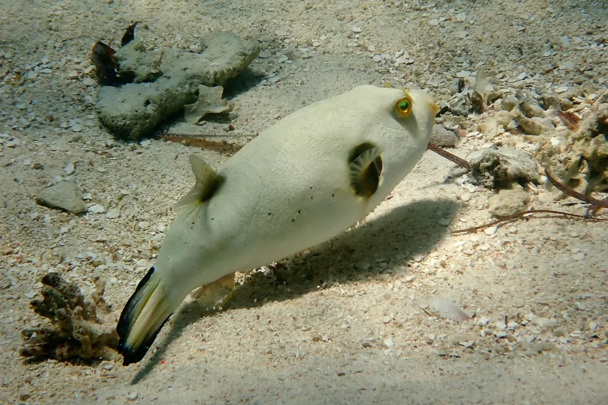 Arothron immaculatus - Watamu, Kenya