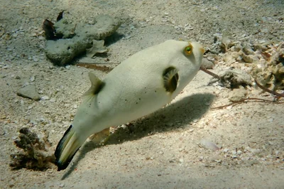 Arothron immaculatus - Watamu, Kenya