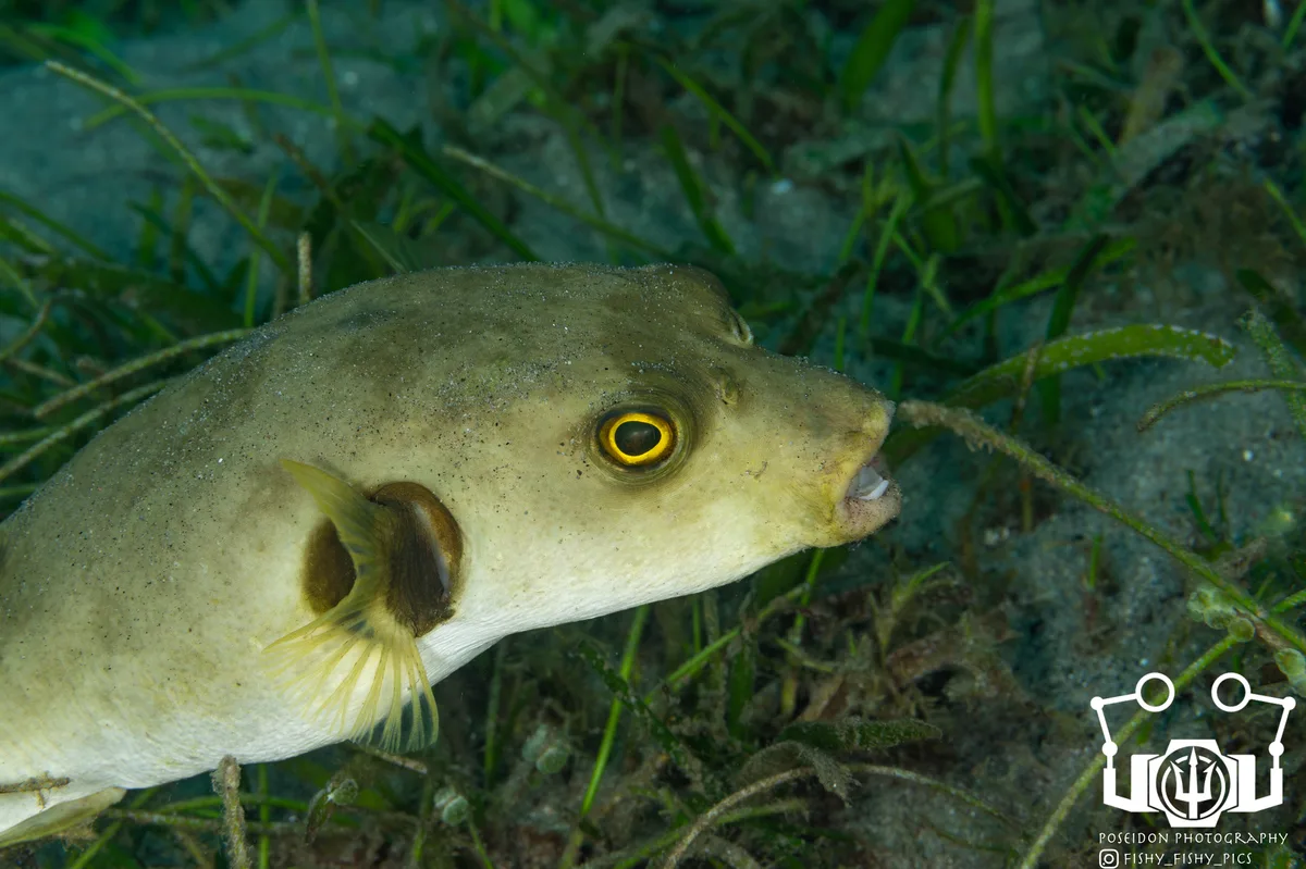 Arothron immaculatus - Dauin, Negros Oriental, Philippines