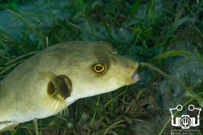 Arothron immaculatus - Dauin, Negros Oriental, Philippines