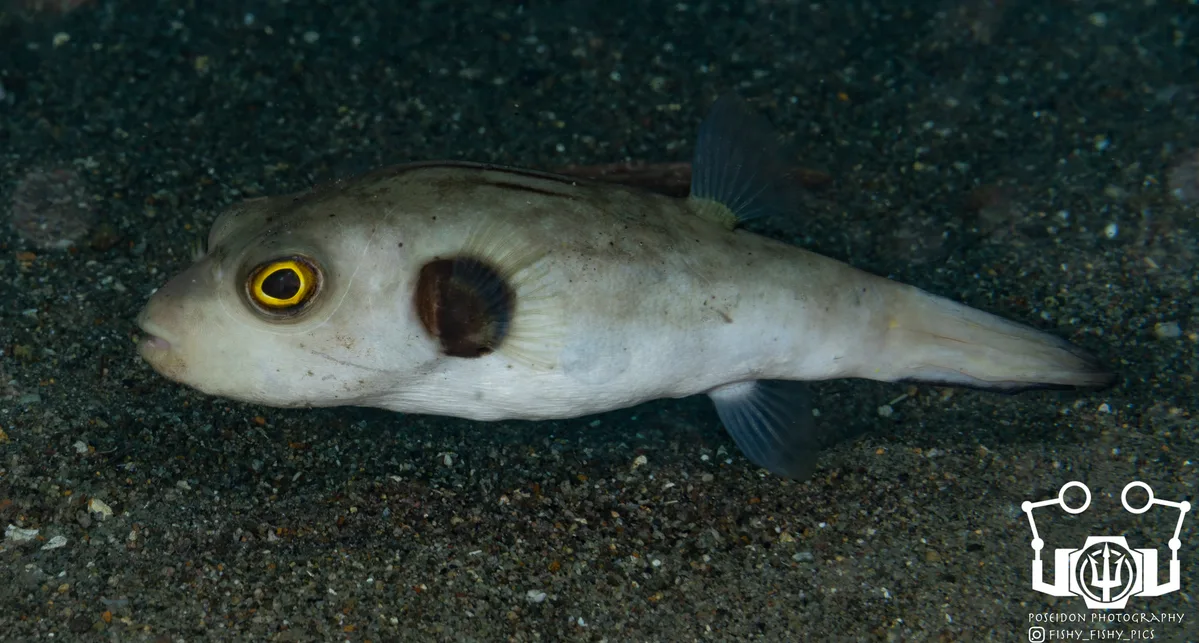 Arothron immaculatus - Zamboanguita, Negros Oriental, Philippines