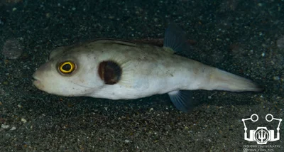 Arothron immaculatus - Zamboanguita, Negros Oriental, Philippines