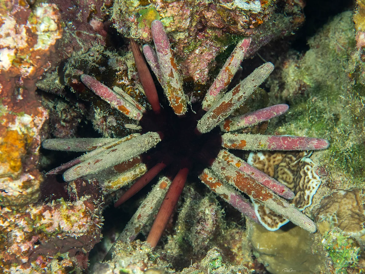 Pencil Sea Urchin - Phyllacanthus imperialis