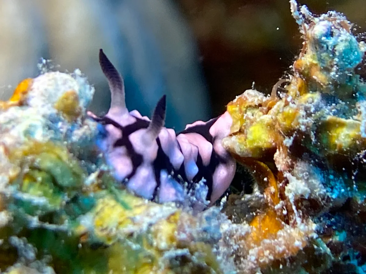 Paradoris hypocrita - Hurghada, Red Sea Governorate, Egypt
