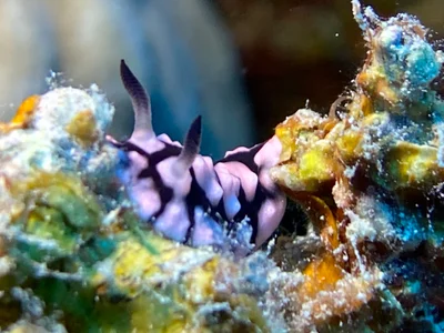 Paradoris hypocrita - Hurghada, Red Sea Governorate, Egypt