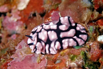Paradoris hypocrita - Abu Dabbab Bay, Marsa Alam, Egypt