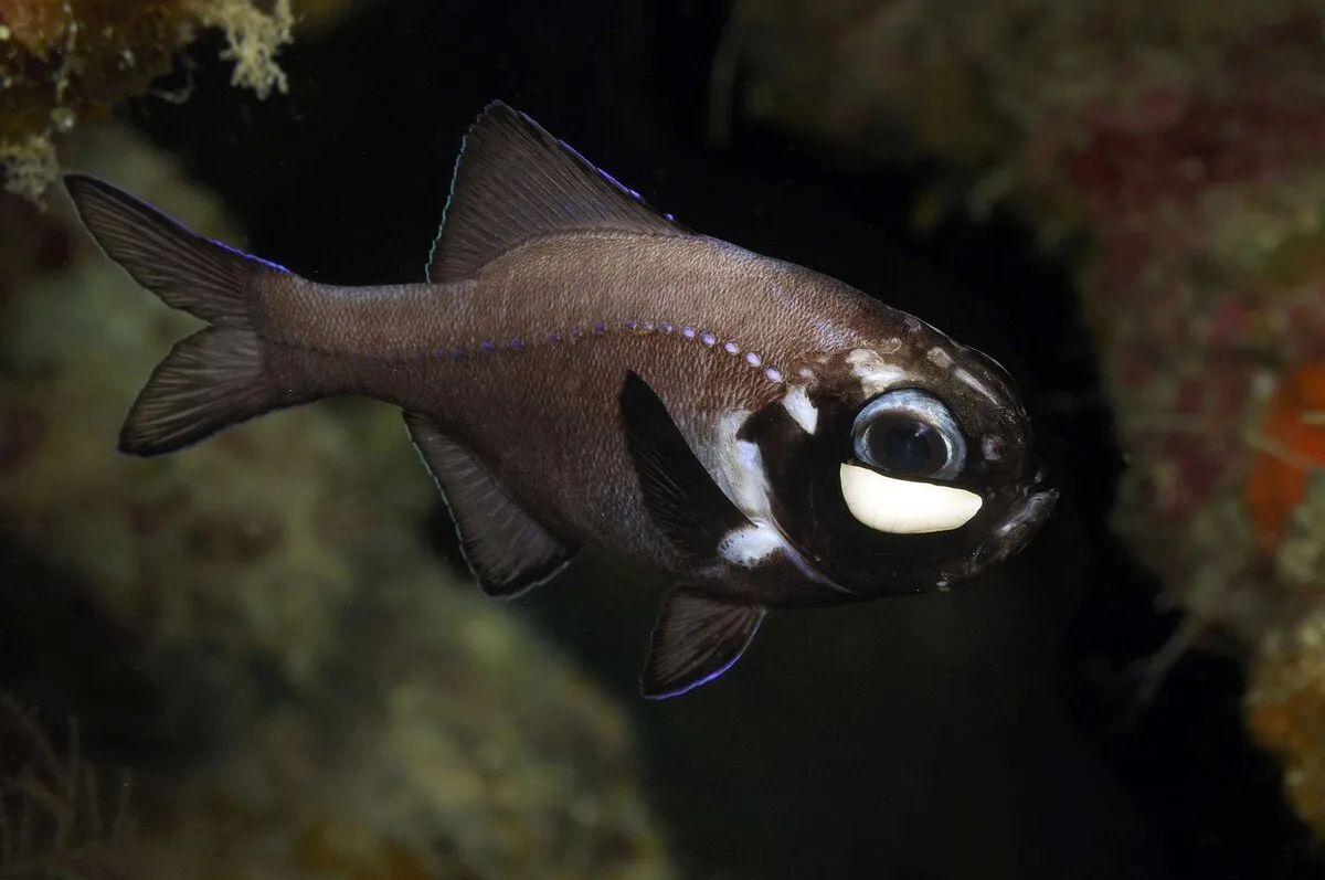 Indian Flashlight Fish