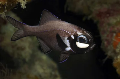 Indian Flashlight Fish