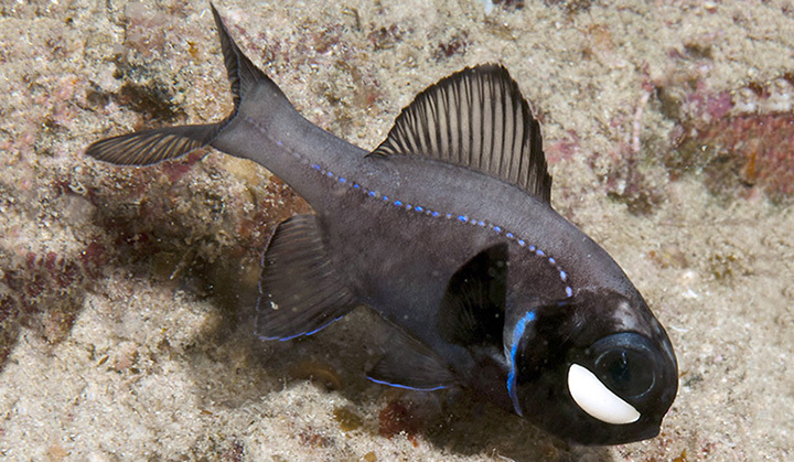 Photoblepharon steinitzi - Dahab, South Sinai Governorate, Egypt