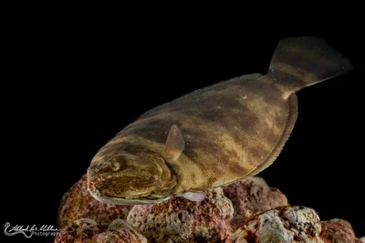 Indian Halibut