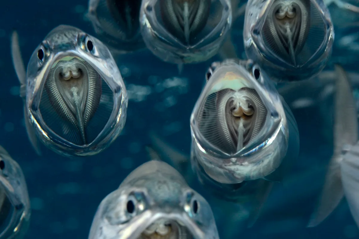 Striped Mackerel