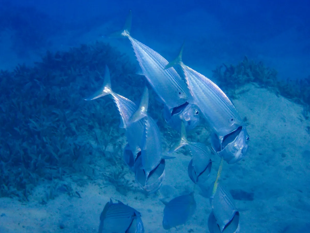Indian Mackerel