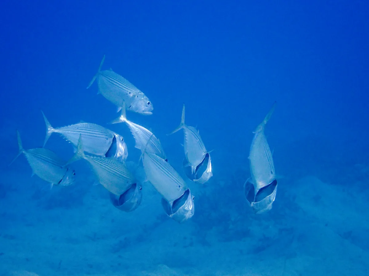 Indian Mackerel