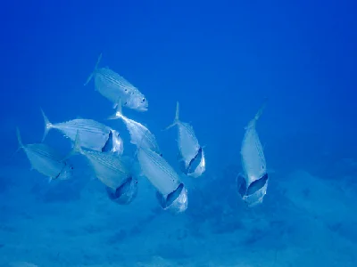 Indian Mackerel