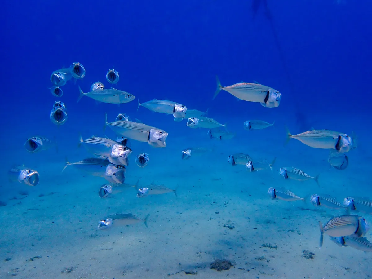 Indian Mackerel
