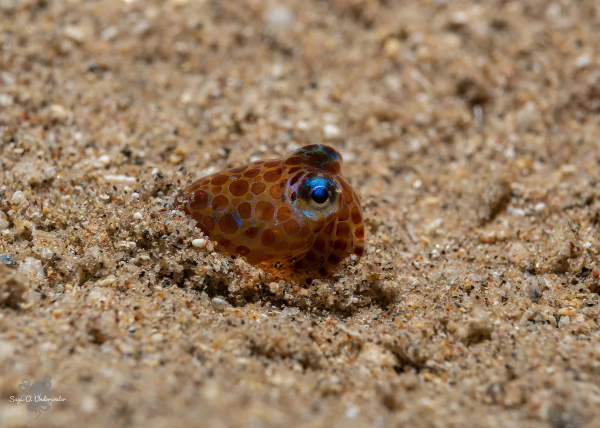 Euprymna stenodactyla - אילת, ישראל