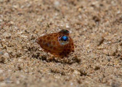 Euprymna stenodactyla - אילת, ישראל