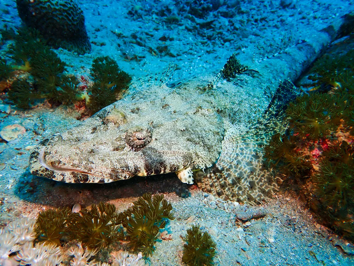 Indian Ocean Crocodilefish