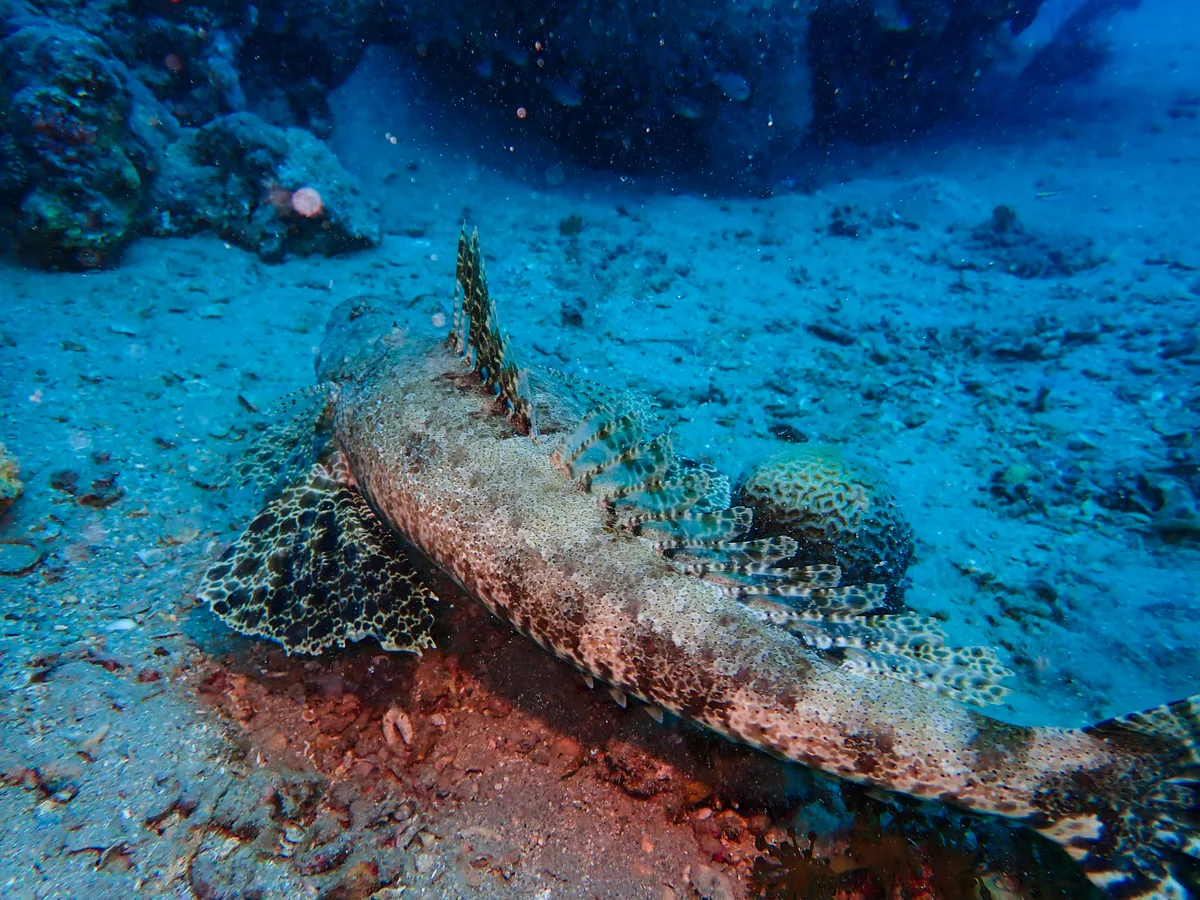 Indian Ocean Crocodilefish