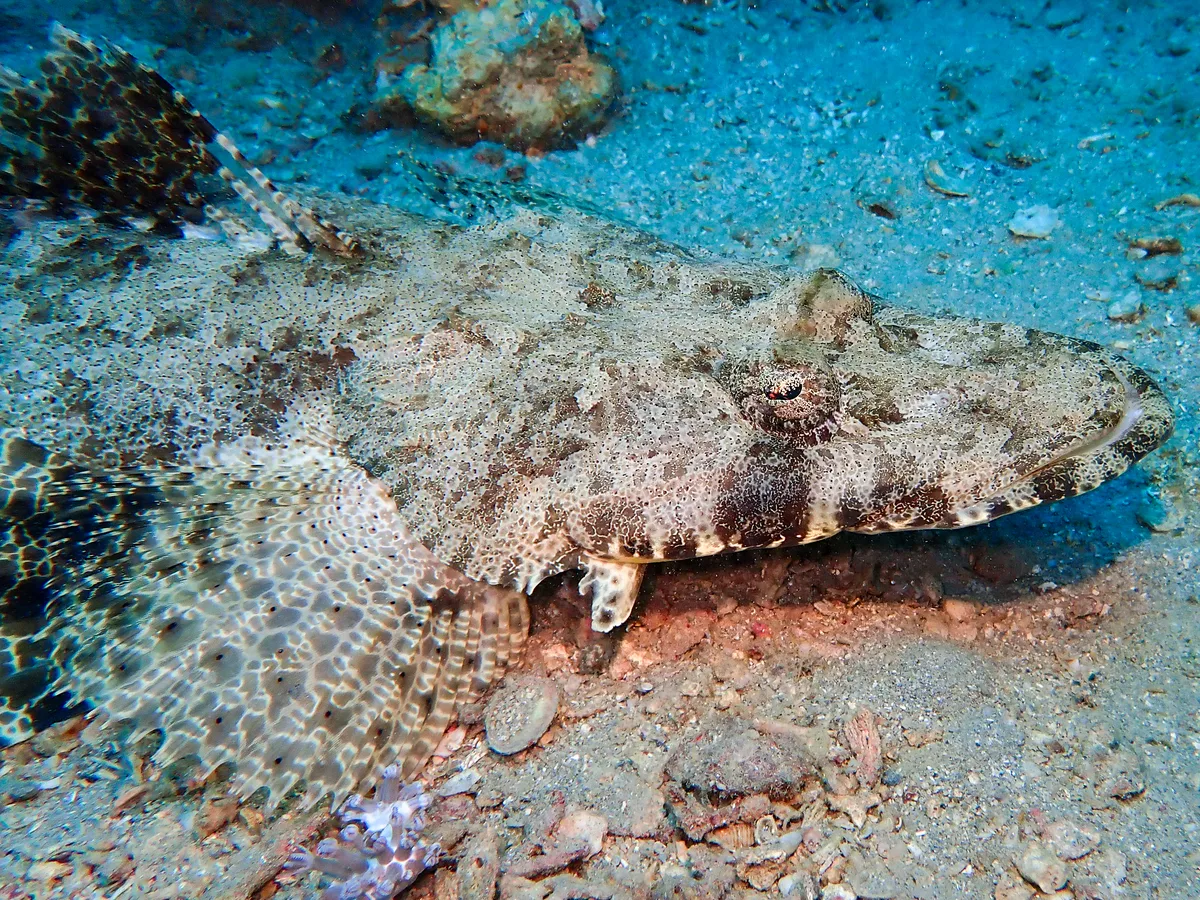 Indian Ocean Crocodilefish