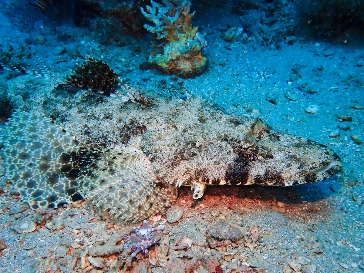 Indian Ocean Crocodilefish