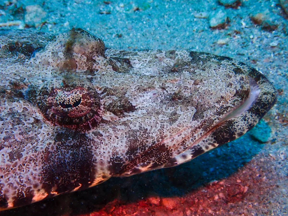 Indian Ocean Crocodilefish