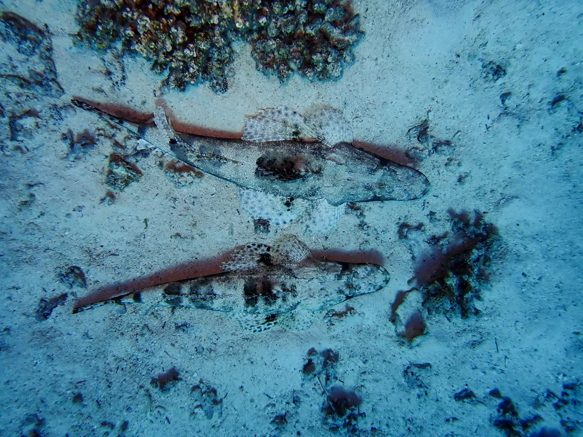 Indian Ocean Crocodilefish