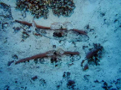 Indian Ocean Crocodilefish
