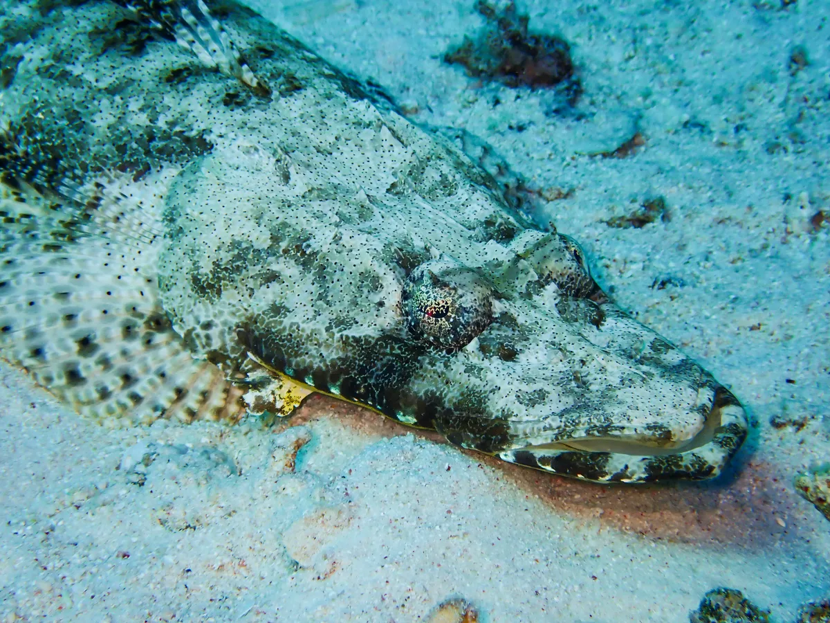 Indian Ocean Crocodilefish
