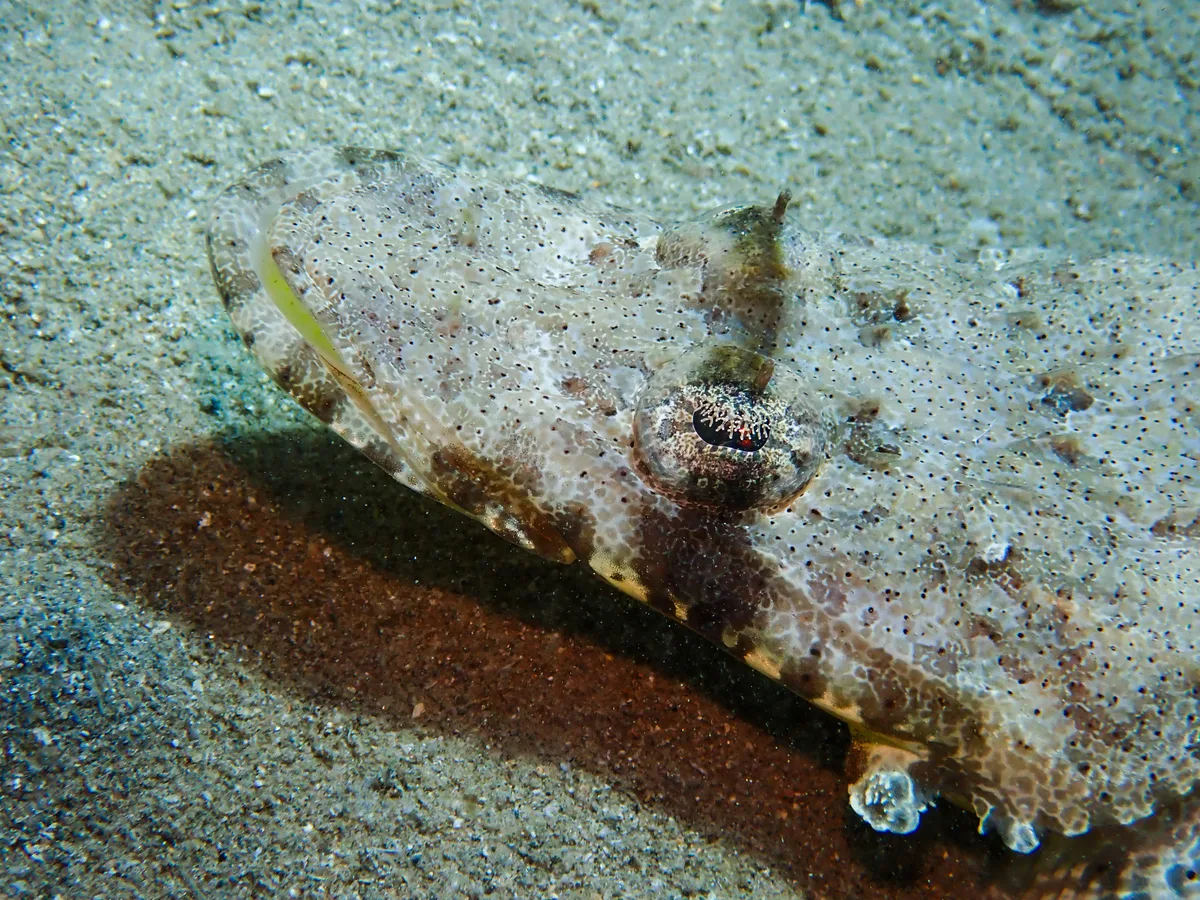 Indian Ocean Crocodilefish