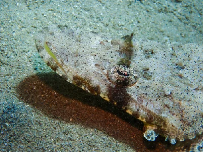 Indian Ocean Crocodilefish