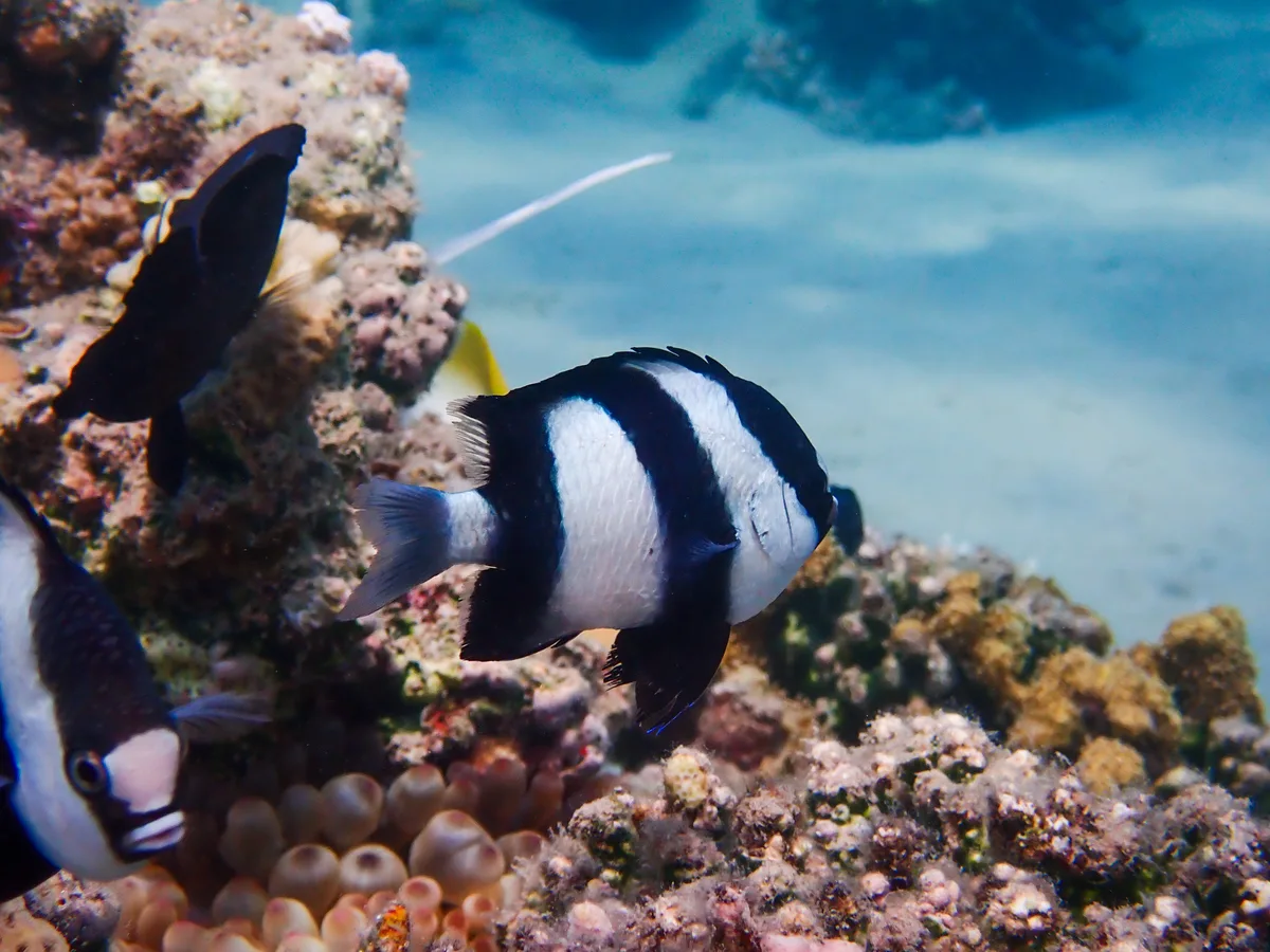 Indian Ocean humbug