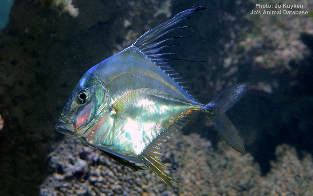 Indian Threadfish