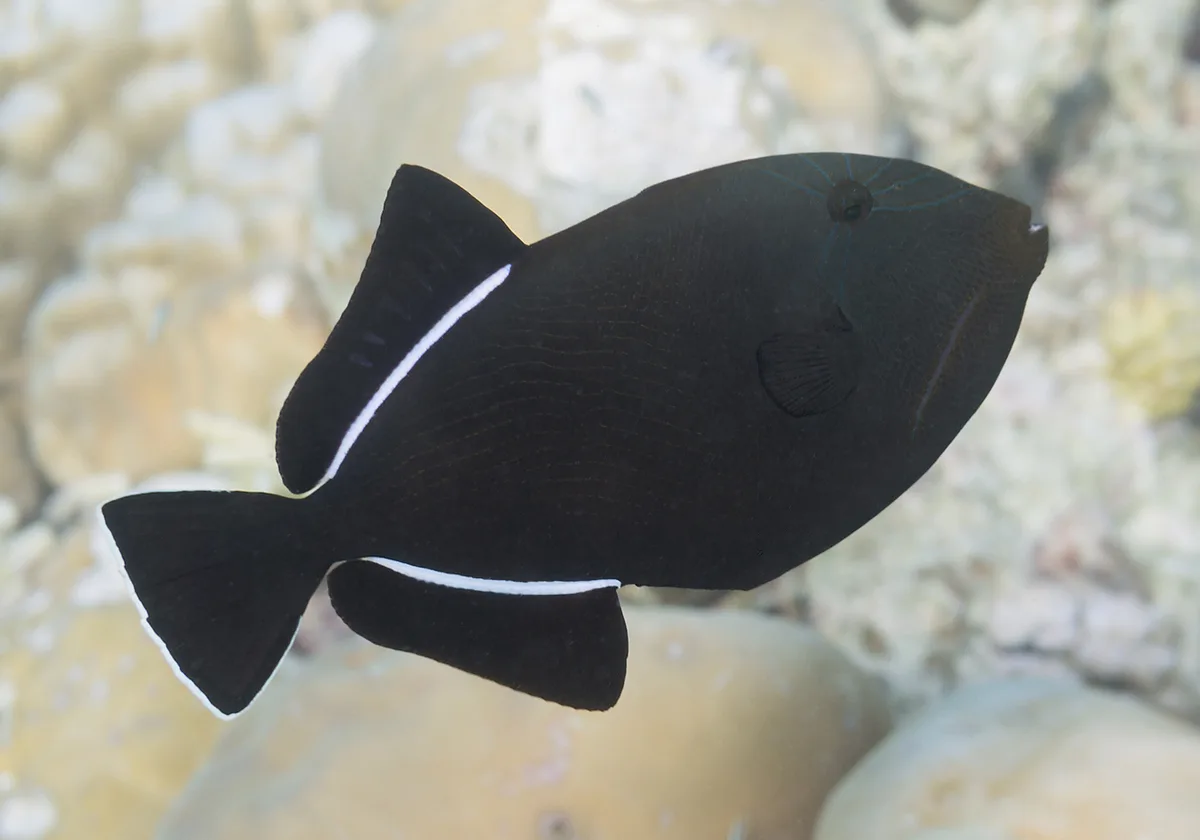 Indian Triggerfish