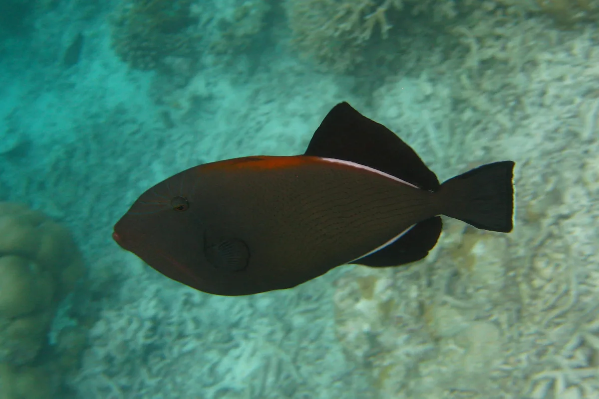 Indian triggerfish