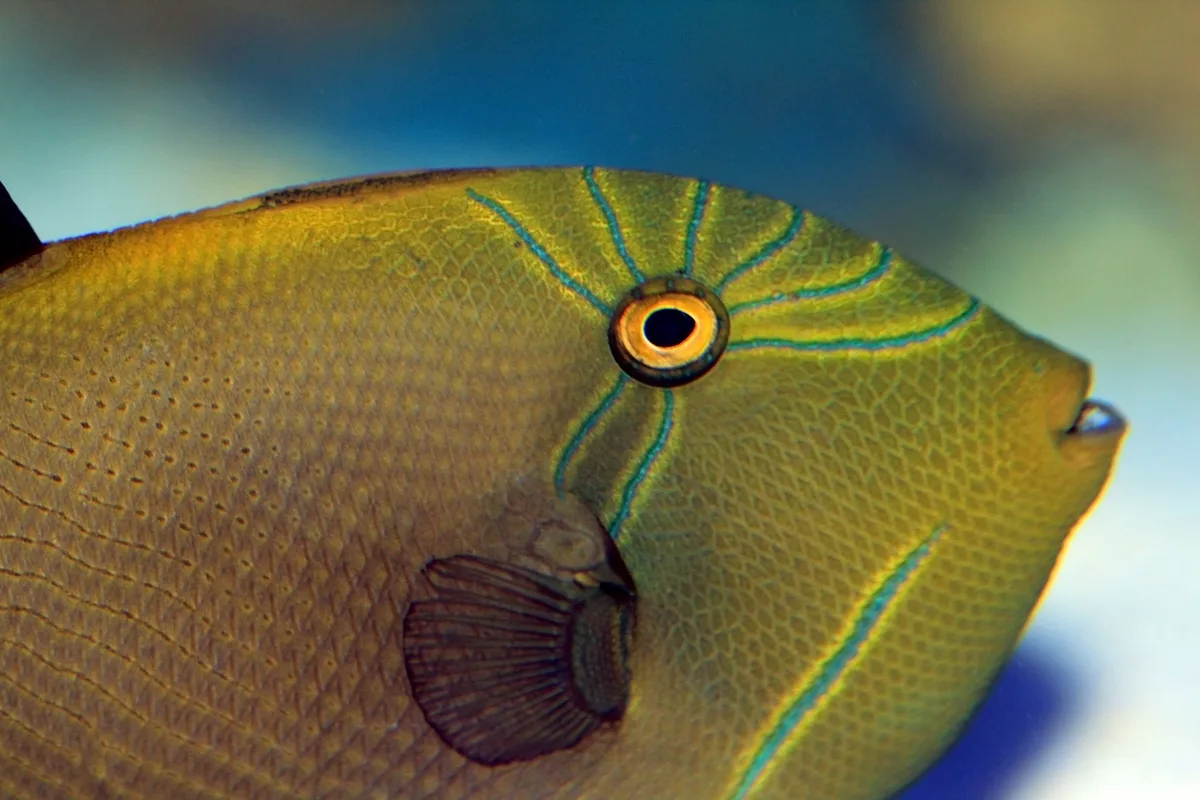 Melichthys indicus (Gdynia Aquarium)