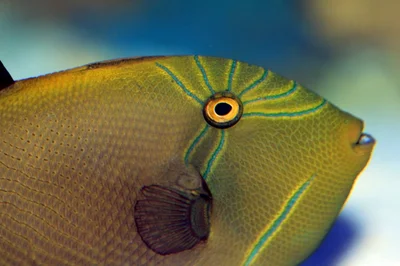 Melichthys indicus (Gdynia Aquarium)
