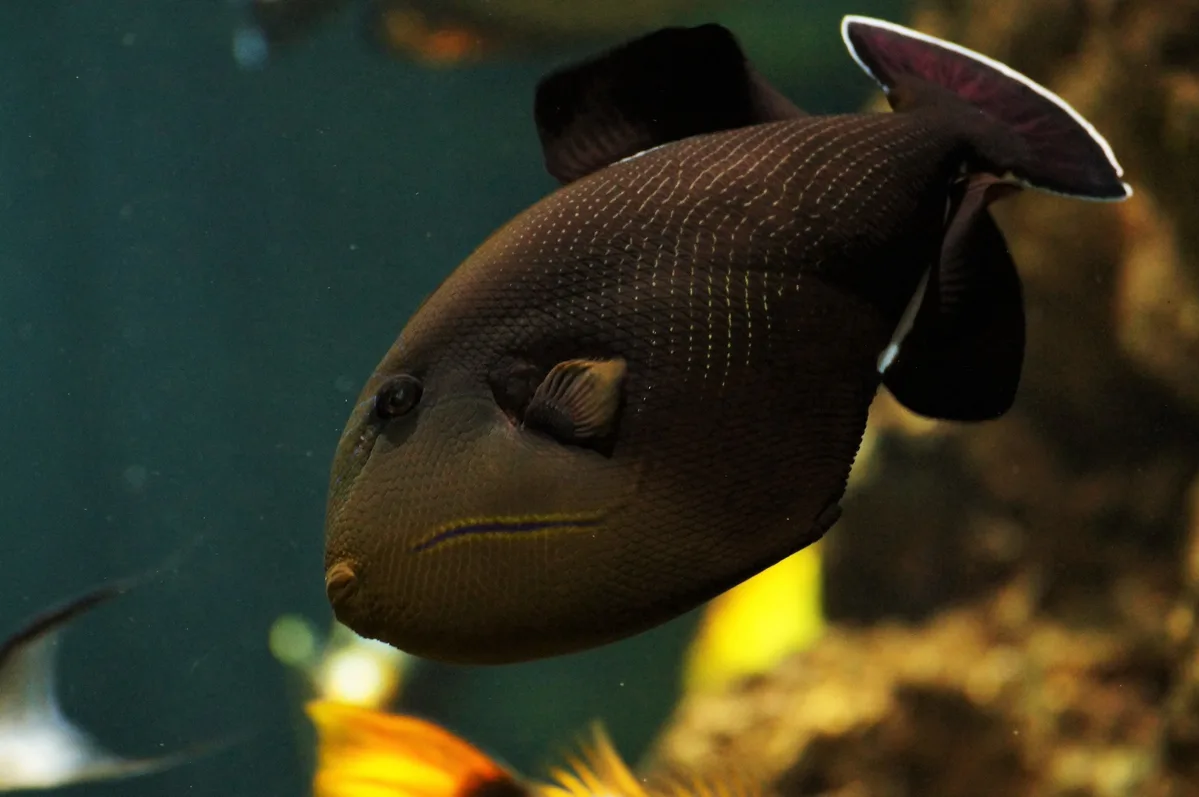Baliste indien (Melichthys indicus)